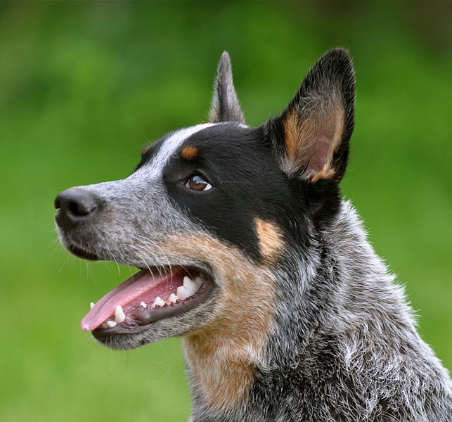 Cattledog eva holderegger walser